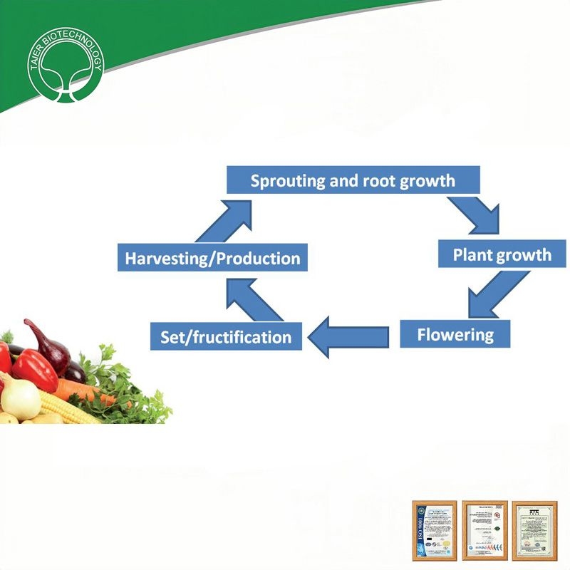 Customized Plant Food for Optimal Root Development and Growth
